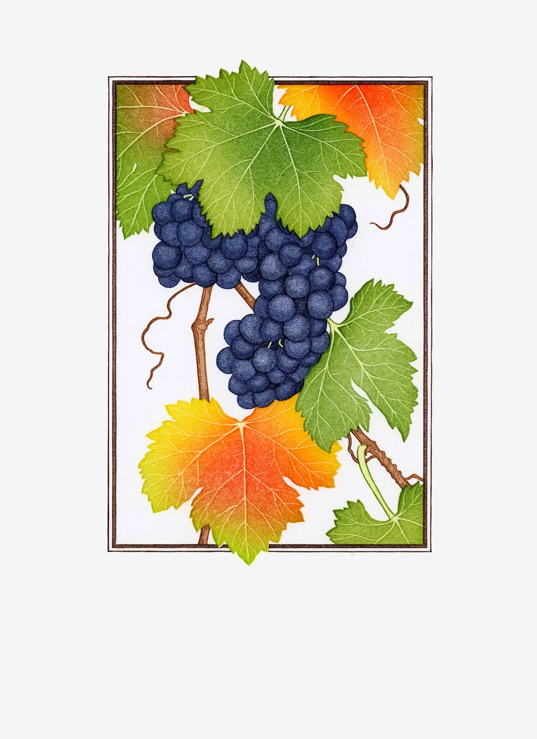 Fruit Prints — Patricia Curtan